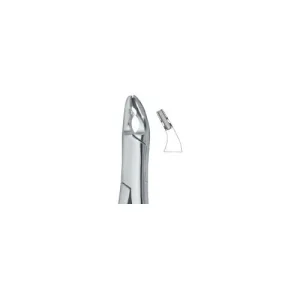 Bicuspids and Incisors , Roots 150X
